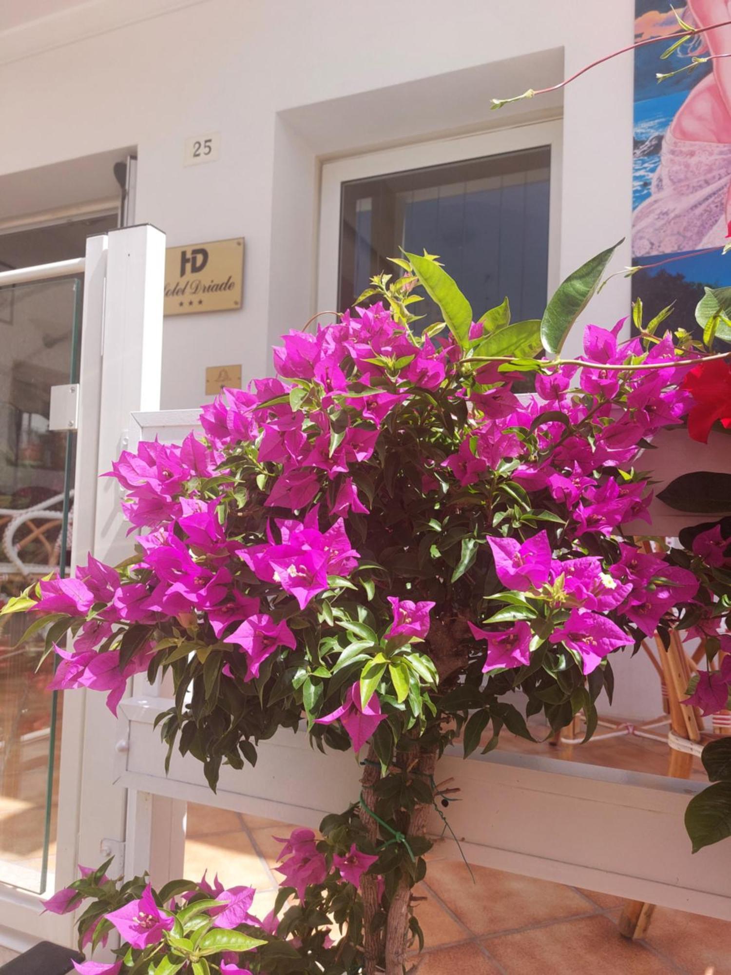 Hotel Driade Sul Mare Rimini Exterior photo